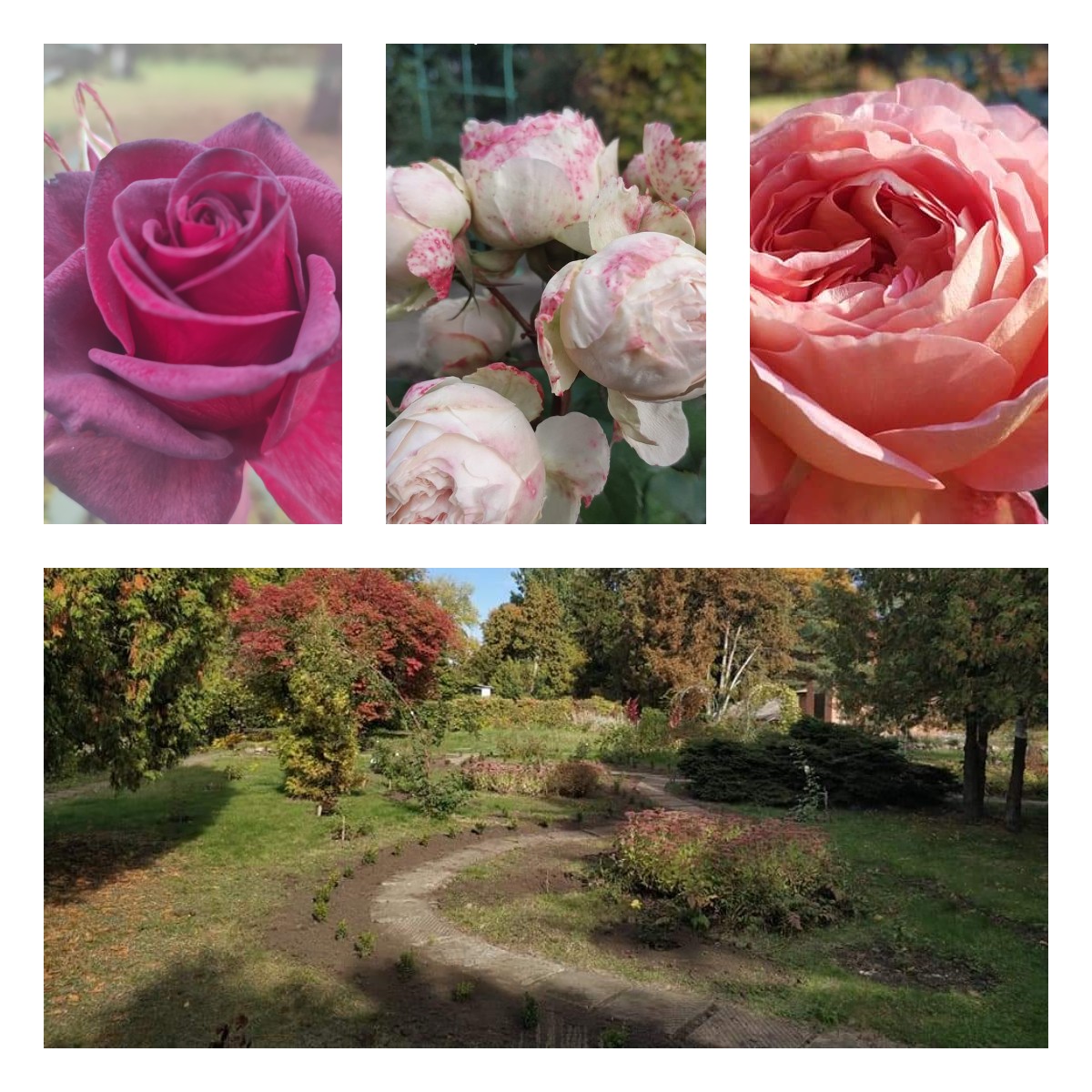 На території  ННЦ «Ботанічний сад СумДПУ імені А.С. Макаренка» продовжується робота над створенням саду троянд